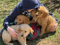 Maggie, a female Golden Retriever for sale in Woodstock, CT – Photo 5 of 10