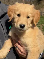 Maggie, a female Golden Retriever for sale in Woodstock, CT – Photo 4 of 10