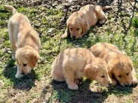 Maggie, a female Golden Retriever for sale in Woodstock, CT – Photo 9 of 10