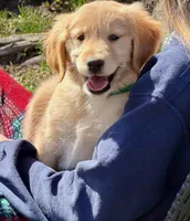 Maggie, a female Golden Retriever for sale in Woodstock, CT – Photo 1 of 10