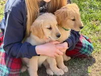 Maggie, a female Golden Retriever for sale in Woodstock, CT – Photo 2 of 10