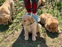 Maggie, a female Golden Retriever for sale in Woodstock, CT – Photo 6 of 10