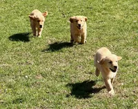 Maggie, a female Golden Retriever for sale in Woodstock, CT – Photo 10 of 10