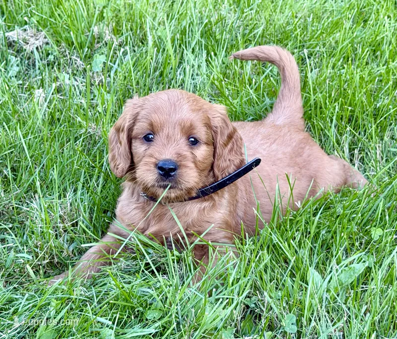 Mason – Goldendoodle puppy for sale in Woodstock, CT