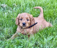Mason, a male Goldendoodle for sale in Woodstock, CT – 1 of 10