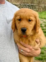Levi, a male Golden Retriever for sale in Woodstock, CT – Photo 1 of 10