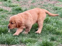Levi, a male Golden Retriever for sale in Woodstock, CT – Photo 9 of 10