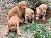 Levi, a male Golden Retriever for sale in Woodstock, CT – Photo 3 of 10