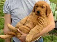 Levi, a male Golden Retriever for sale in Woodstock, CT – Photo 4 of 10