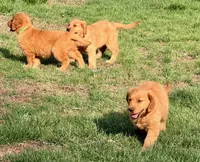 Levi, a male Golden Retriever for sale in Woodstock, CT – Photo 10 of 10