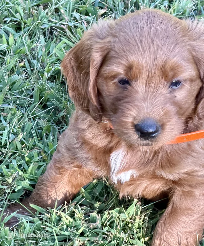 Levi – Goldendoodle puppy for sale in Woodstock, CT