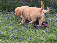 Harry, a male Golden Retriever for sale in Woodstock, CT – Photo 9 of 9