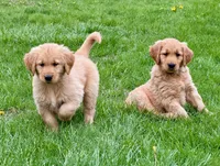 Harry, a male Golden Retriever for sale in Woodstock, CT – Photo 8 of 9