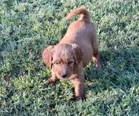 Charlie, a male Goldendoodle for sale in Woodstock, CT – 3 of 10