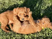Mason, a male Goldendoodle for sale in Woodstock, CT – 4 of 10