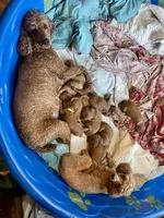 processed/20852a06-dd80-41a1-a178-df5393940040/listing/bfb2c211-4090-4a23-9a74-7e6dbdad6893/60b73c66-dbca-46e9-b34b-daeacae9a63d