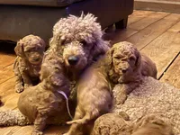 processed/20852a06-dd80-41a1-a178-df5393940040/listing/bfb2c211-4090-4a23-9a74-7e6dbdad6893/69cb6529-eb13-419f-b597-75aefeb381ec