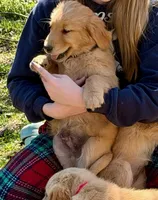 Levi, a male Golden Retriever for sale in Woodstock, CT – Photo 9 of 10