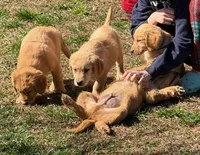 Levi, a male Golden Retriever for sale in Woodstock, CT – Photo 10 of 10