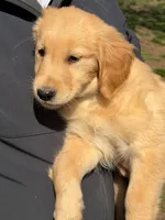 Levi, a male Golden Retriever for sale in Woodstock, CT – Photo 2 of 10