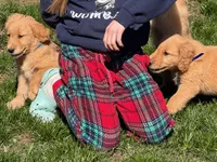 Levi, a male Golden Retriever for sale in Woodstock, CT – Photo 5 of 10