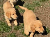 Levi, a male Golden Retriever for sale in Woodstock, CT – Photo 3 of 10