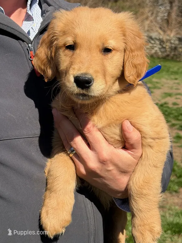 Levi – Golden Retriever puppy for sale in Woodstock, CT