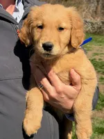 Levi, a male Golden Retriever for sale in Woodstock, CT – Photo 1 of 10