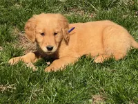 Levi, a male Golden Retriever for sale in Woodstock, CT – Photo 6 of 10