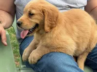 Flora, a female Golden Retriever for sale in Woodstock, CT – Photo 1 of 9