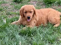 Flora, a female Golden Retriever for sale in Woodstock, CT – Photo 2 of 9