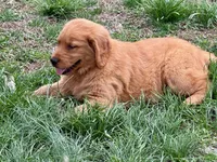 Flora, a female Golden Retriever for sale in Woodstock, CT – Photo 8 of 9