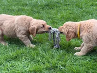 Levi, a male Golden Retriever for sale in Woodstock, CT – Photo 9 of 10