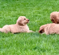 Levi, a male Golden Retriever for sale in Woodstock, CT – Photo 4 of 10