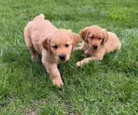 Levi, a male Golden Retriever for sale in Woodstock, CT – Photo 3 of 10
