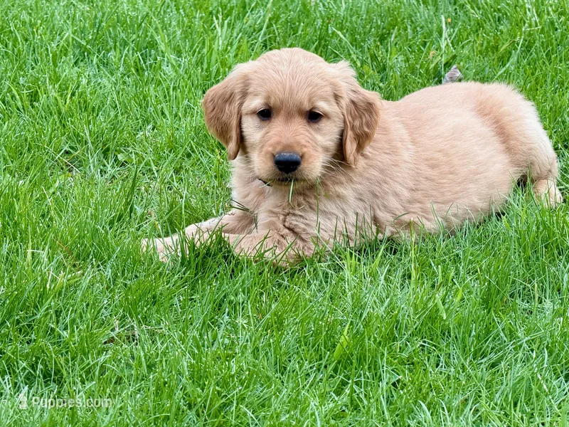 Harry – Golden Retriever puppy for sale in Woodstock, CT