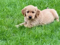 Harry, a male Golden Retriever for sale in Woodstock, CT – Photo 1 of 9