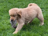 Levi, a male Golden Retriever for sale in Woodstock, CT – Photo 10 of 10