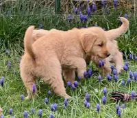 Harry, a male Golden Retriever for sale in Woodstock, CT – Photo 3 of 9