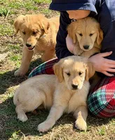 Mason, a male Golden Retriever for sale in Woodstock, CT – Photo 8 of 10