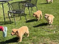 Mason, a male Golden Retriever for sale in Woodstock, CT – Photo 4 of 10