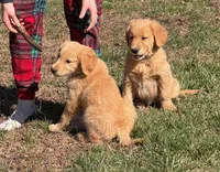 Mason, a male Golden Retriever for sale in Woodstock, CT – Photo 10 of 10