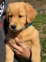 Mason, a male Golden Retriever for sale in Woodstock, CT – Photo 2 of 10
