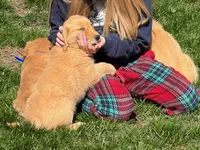 Mason, a male Golden Retriever for sale in Woodstock, CT – Photo 5 of 10