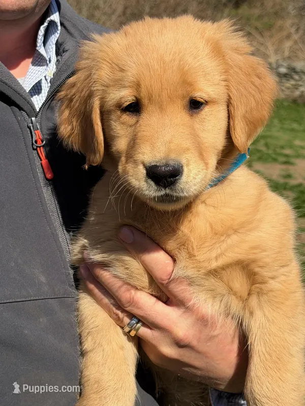 Mason – Golden Retriever puppy for sale in Woodstock, CT