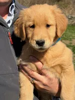 Mason, a male Golden Retriever for sale in Woodstock, CT – Photo 1 of 10