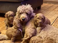 Mason, a male Goldendoodle for sale in Woodstock, CT – 10 of 10