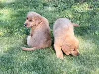 Harry, a male Golden Retriever for sale in Woodstock, CT – 6 of 9
