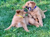 Levi, a male Golden Retriever for sale in Woodstock, CT – 7 of 9