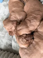 Champ, a female Golden Retriever for sale in Woodstock, CT – Photo 7 of 7